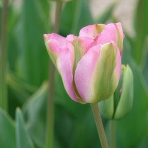 Viridiflora-Tulpen Groenland