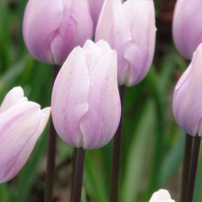 Tulipa 'silver cloud' - Triumph-Tulpen Silver Cloud - Tulpen-Zwiebeln