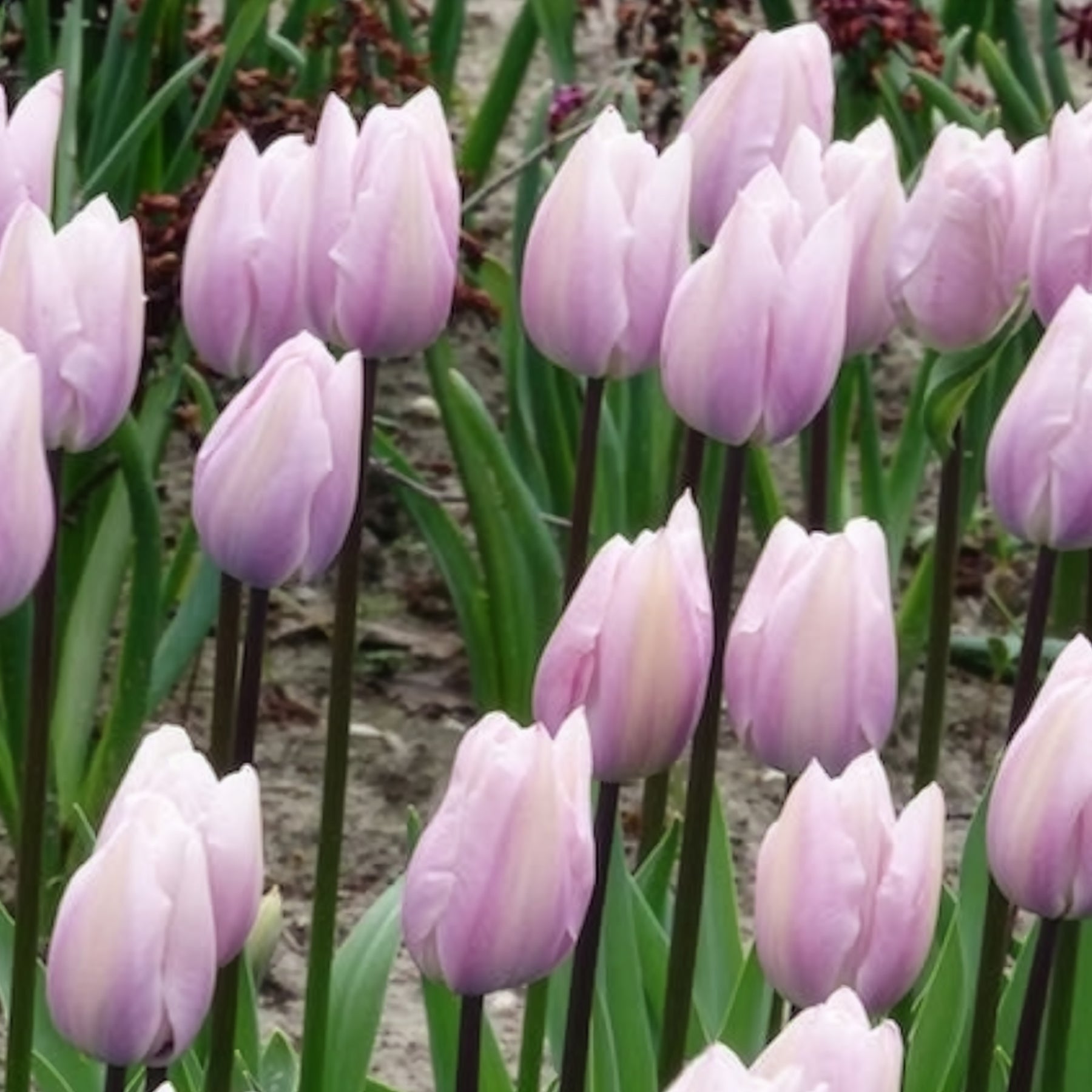Triumph-Tulpen Silver Cloud - Tulipa 'silver cloud' - Willemse
