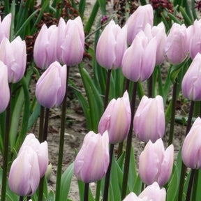 Triumph-Tulpen Silver Cloud - Tulipa 'silver cloud' - Willemse