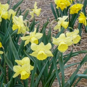 Narzissen-Zwiebeln - Großkronige Narzissen ‘Avalon’ (x7) - Narcissus Avalon