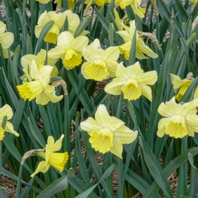 Narcissus Avalon - Großkronige Narzissen ‘Avalon’ (x7) - Narzissen-Zwiebeln