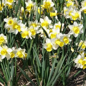 Narzissen-Zwiebeln - Narzissen Golden Echo (x7) - Narcissus 'golden echo'