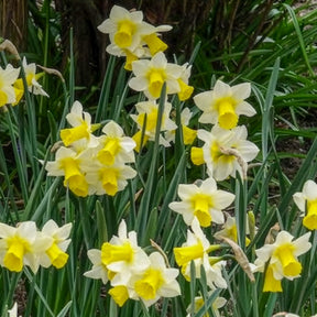 Narzissen Golden Echo (x7) - Narcissus 'golden echo' - Willemse