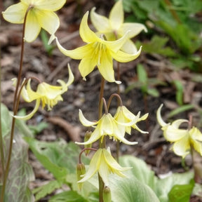 Frühlingszwiebeln - Hundszahn-Lilie 'Pagoda' - Erythronium 'pagoda'