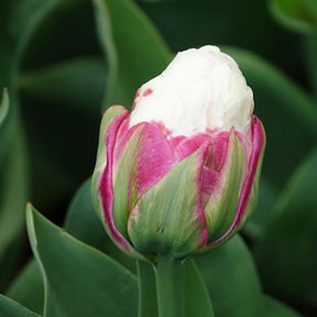 Verkauf Tulpe 'Ice Cream' gefüllt (x7) - Tulipa Ice Cream