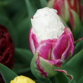Tulpen-Zwiebeln - Tulpe 'Ice Cream' gefüllt (x7) - Tulipa Ice Cream