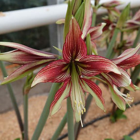 Ritterstern Mystica - Hippeastrum Mystica - Willemse