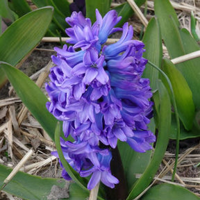 Verkauf Hyazinthe 'Delft Blue'