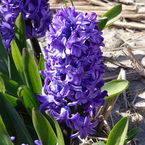 Hyazinthen-Zwiebeln - Hyazinthe 'Delft Blue' - Hyacinthus orientalis Delft Blue