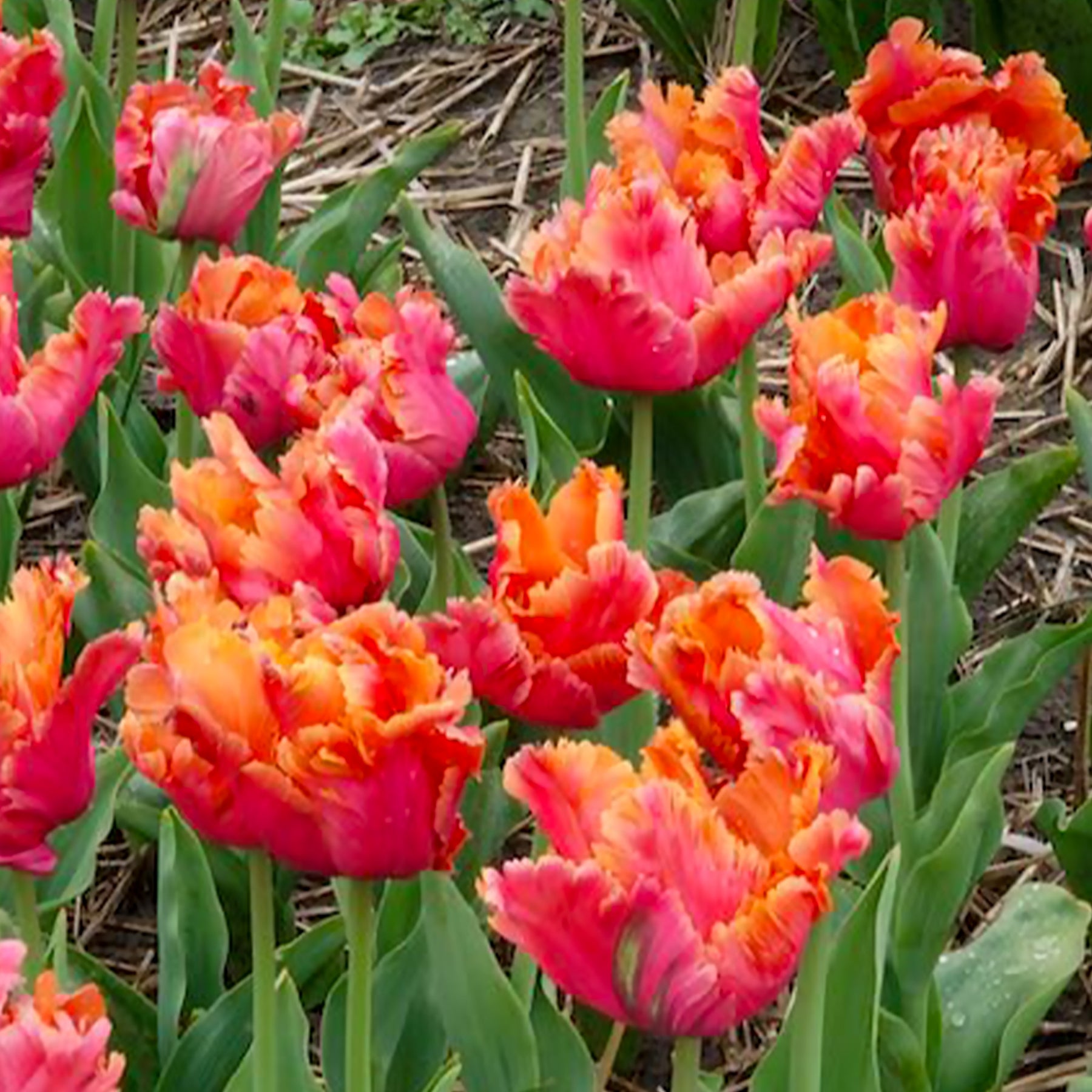 7 Papageientulpen Amazing Parrot - Tulpen-Zwiebeln - Willemse