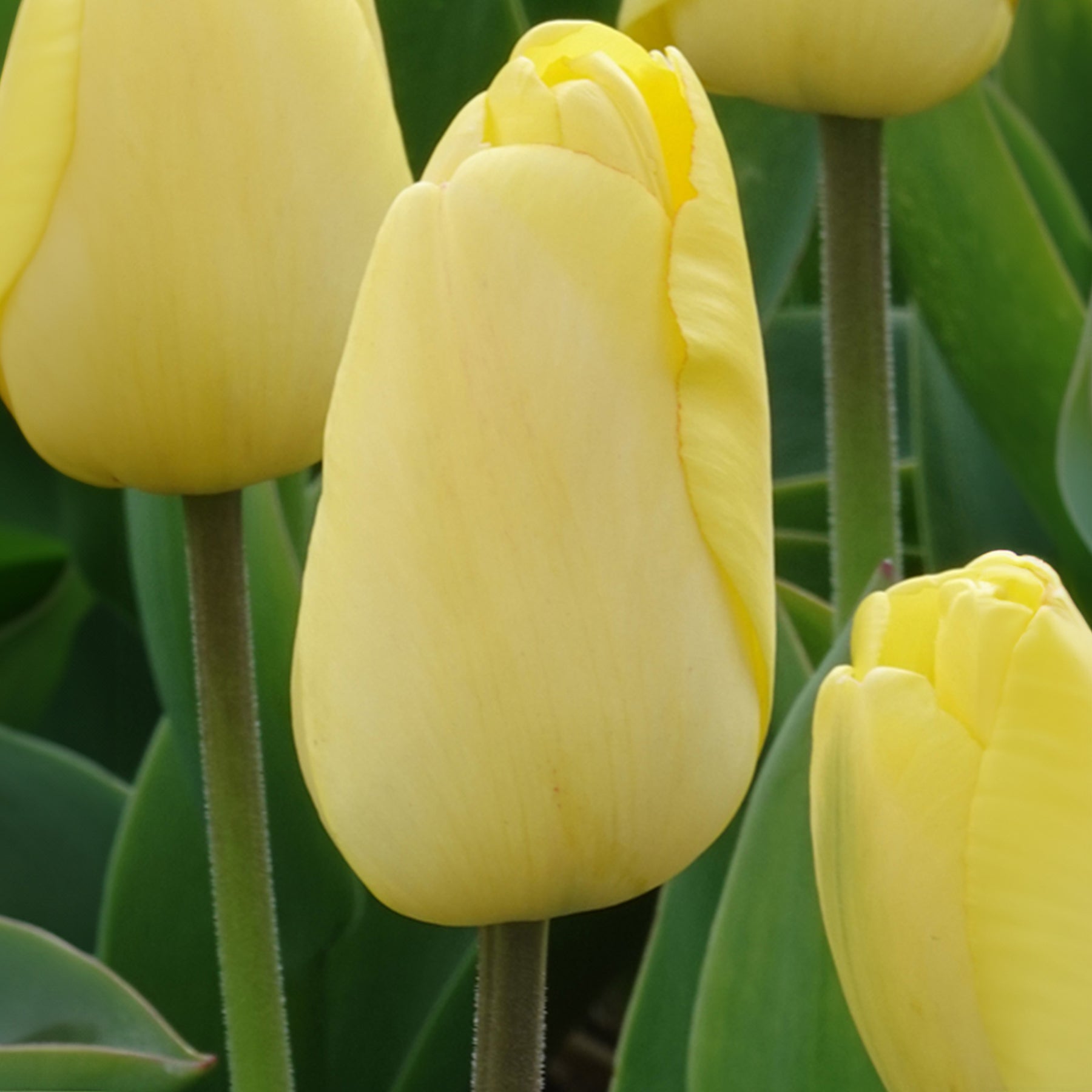 Darwin-Tulpen Golden Parade - Willemse