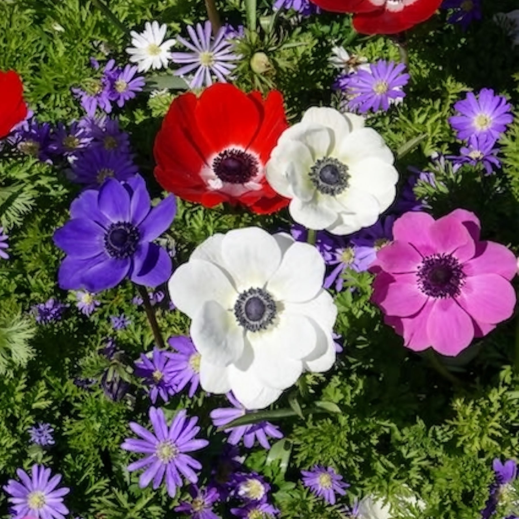 Anemone 'De Caen' Mischung - Anemonen-Zwiebeln - Willemse