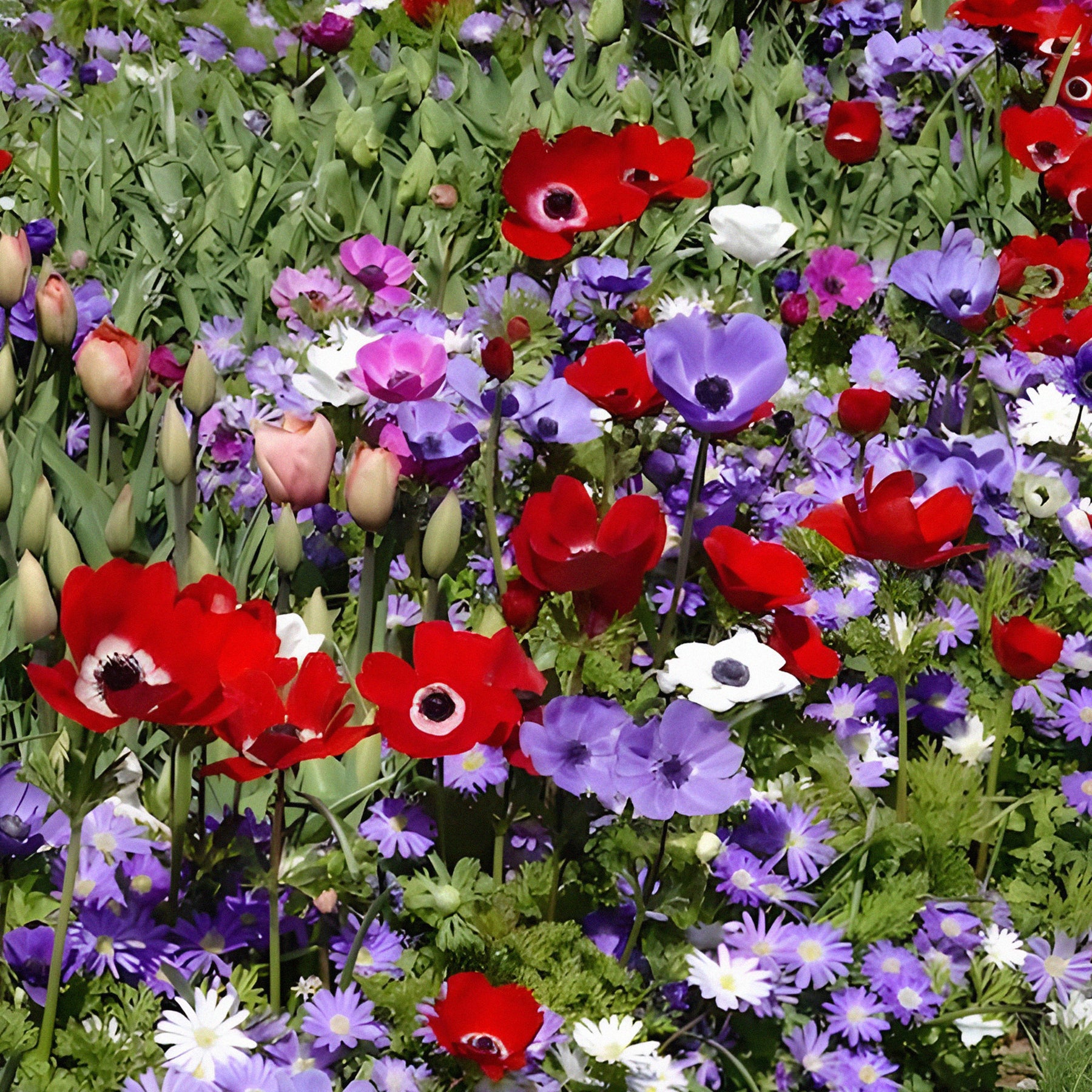 Anemone 'De Caen' Mischung - Anemone coronaria de Caen - Willemse