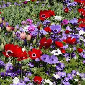 Anemone 'De Caen' Mischung - Anemone coronaria de Caen - Willemse