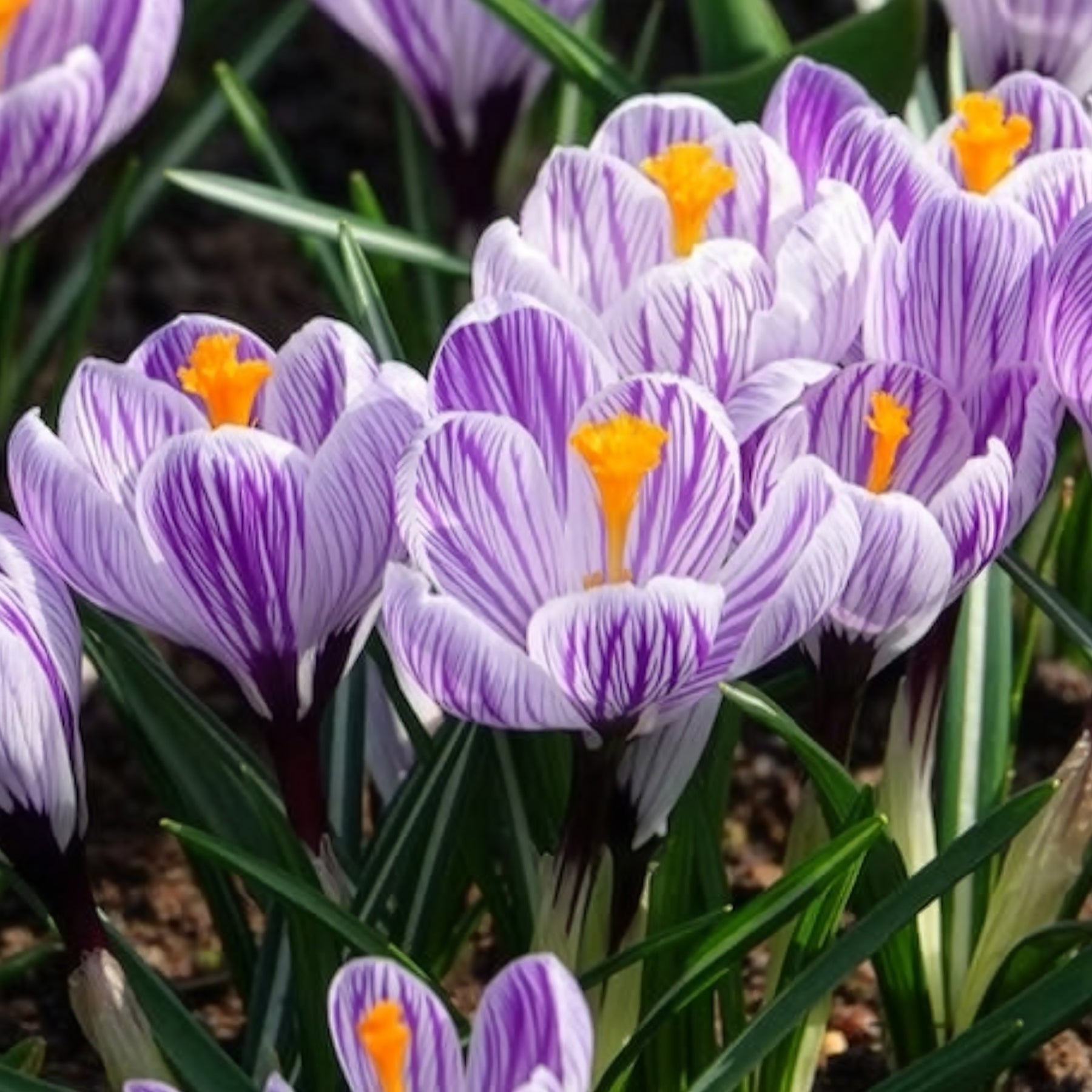 Krokus 'Pickwick' (x15) - Krokus-Zwiebeln - Willemse