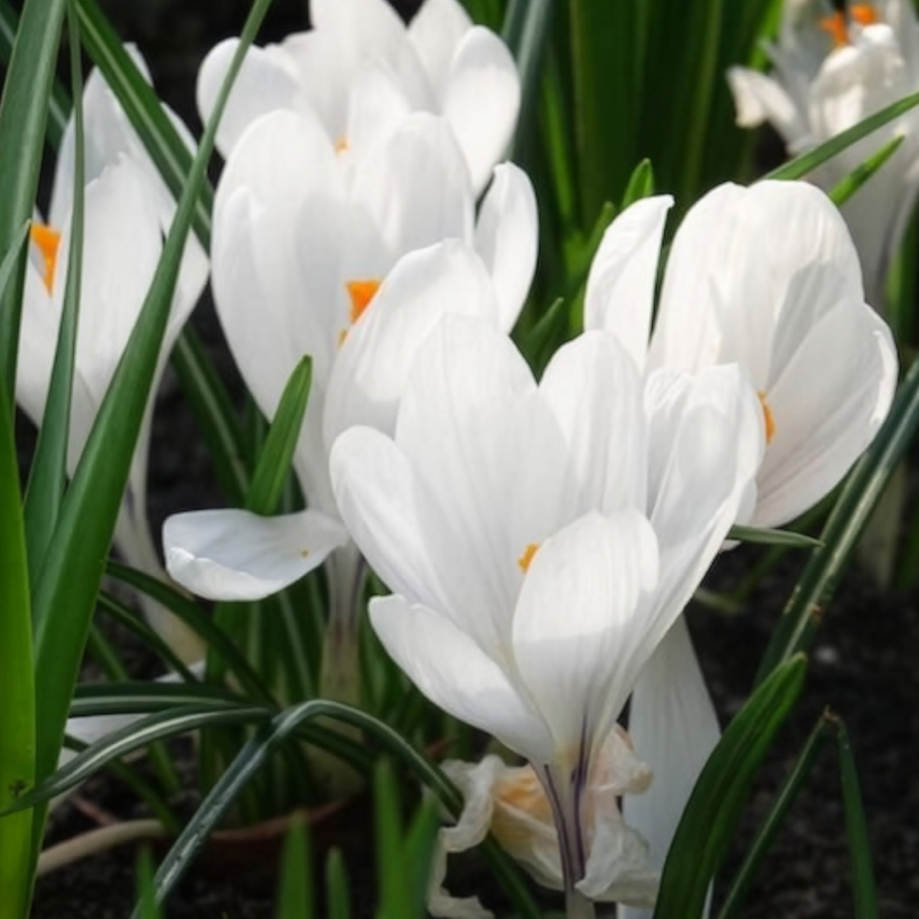 Krokusse ‘Jeanne d’Arc’ (x15) - Krokus-Zwiebeln - Willemse