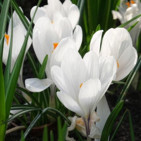 Krokusse ‘Jeanne d’Arc’ (x15) - Krokus-Zwiebeln - Willemse