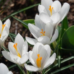 Krokusse ‘Jeanne d’Arc’ (x15)