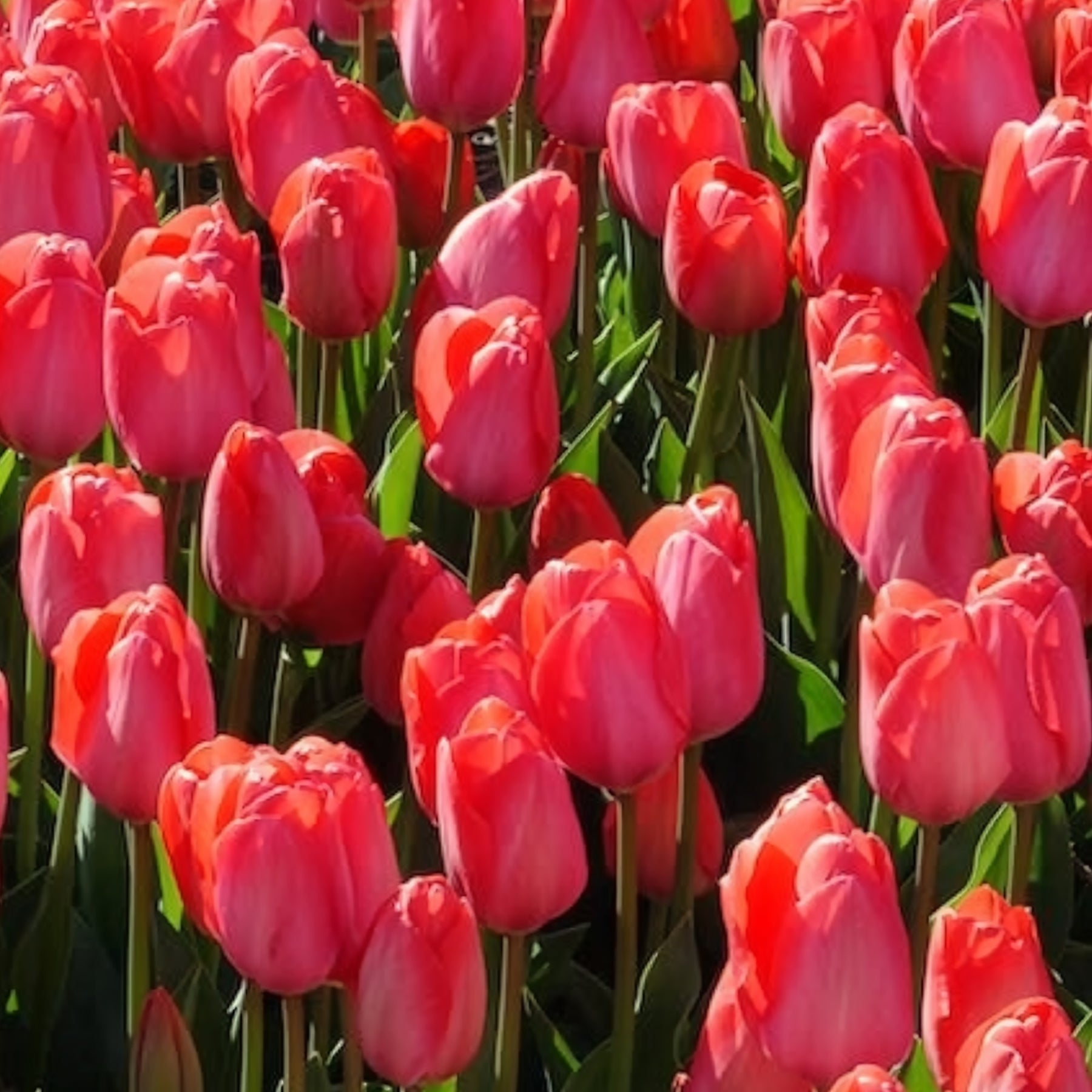 Tulpen 'Van Eijk' (x10)
