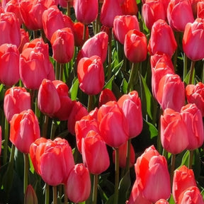 Tulpen 'Van Eijk' (x10)