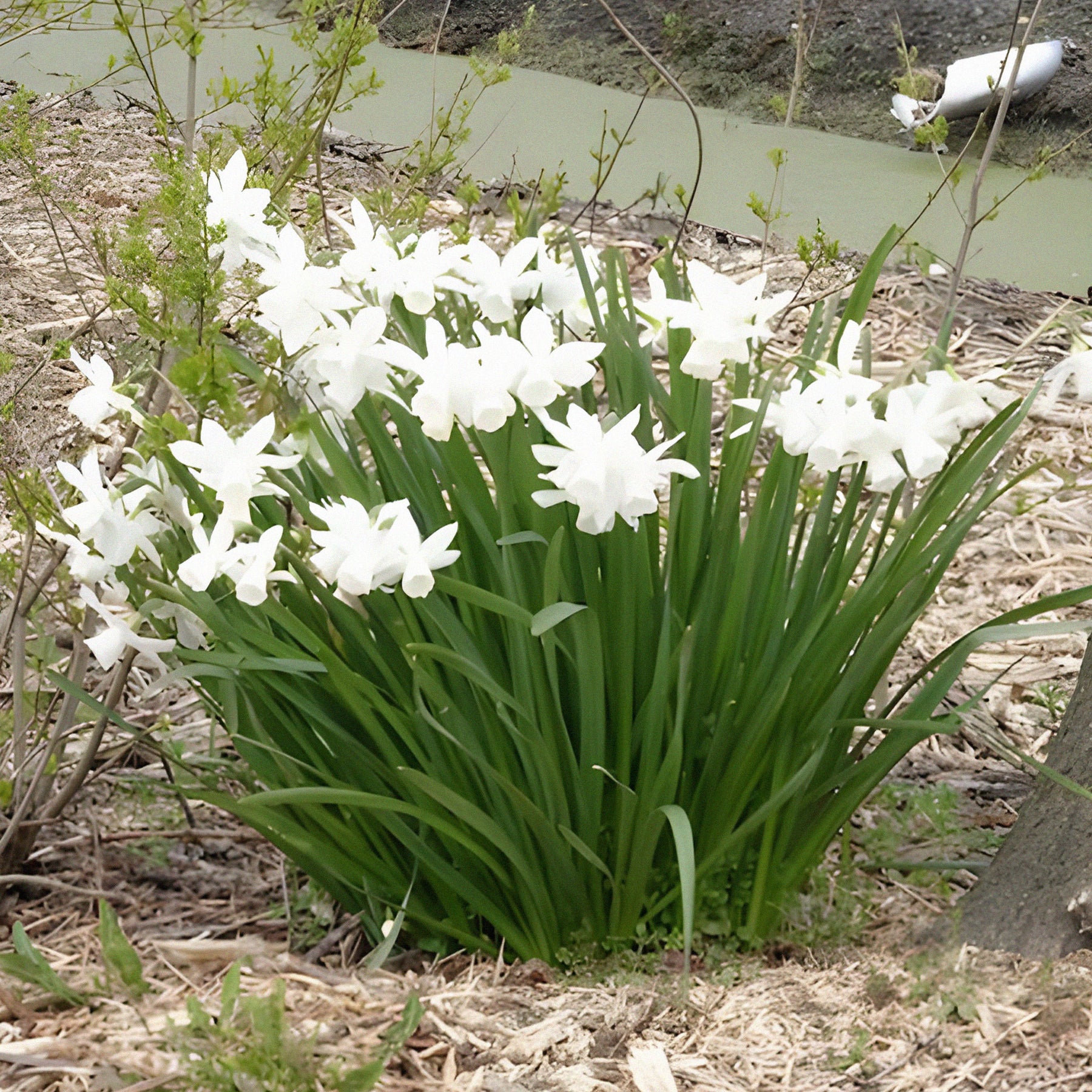 Narcissus triandrus Thalia - Narzisse 'Thalia' (x7) - Narzissen-Zwiebeln