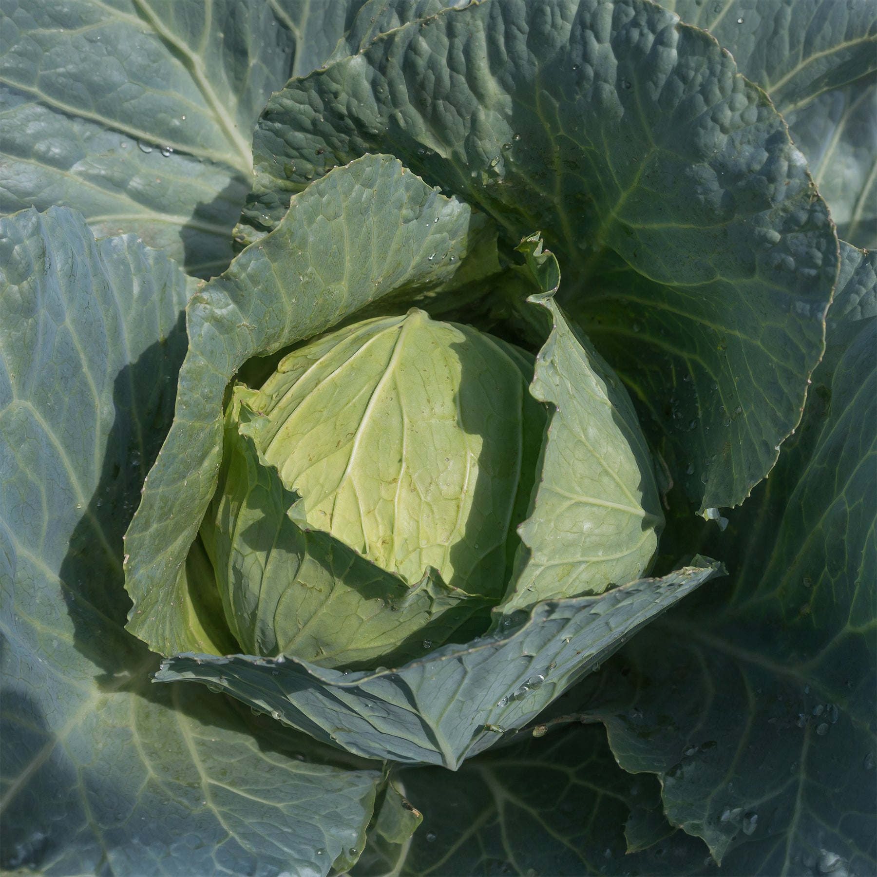 Weißkohl ‘Roem van Enkhuizen 3’ Bio - Brassica oleracea  capitata roem van enkhuizen 3 - Willemse