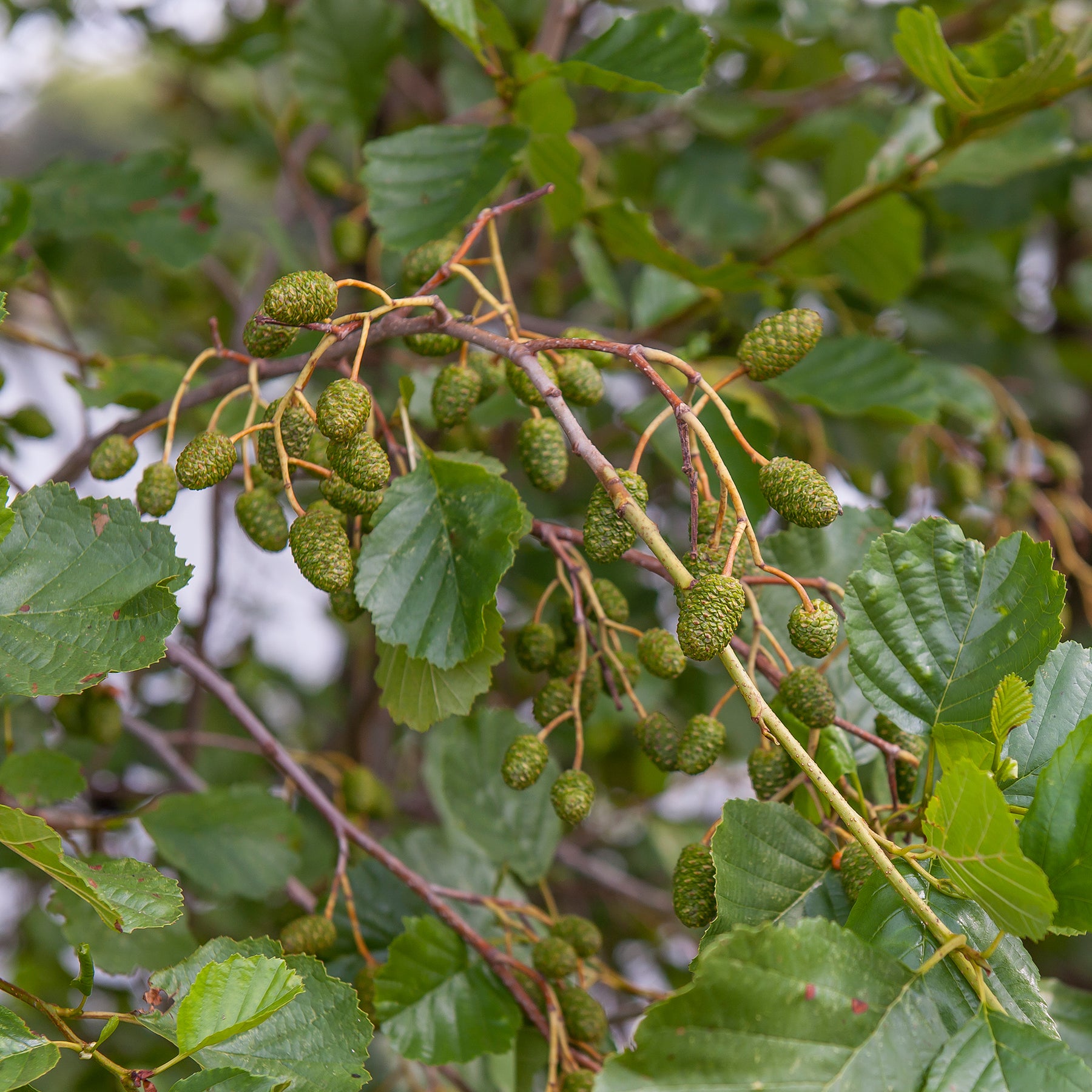 Schwarz-Erle - Alnus glutinosa - Willemse