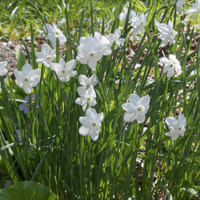 Mini-Narzissen Princess Zaide (x5) - Narcissus 'princess zaide' - Willemse