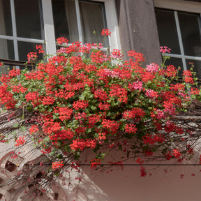 Hängegeranie rot - Geranien - Pelargonien - Willemse