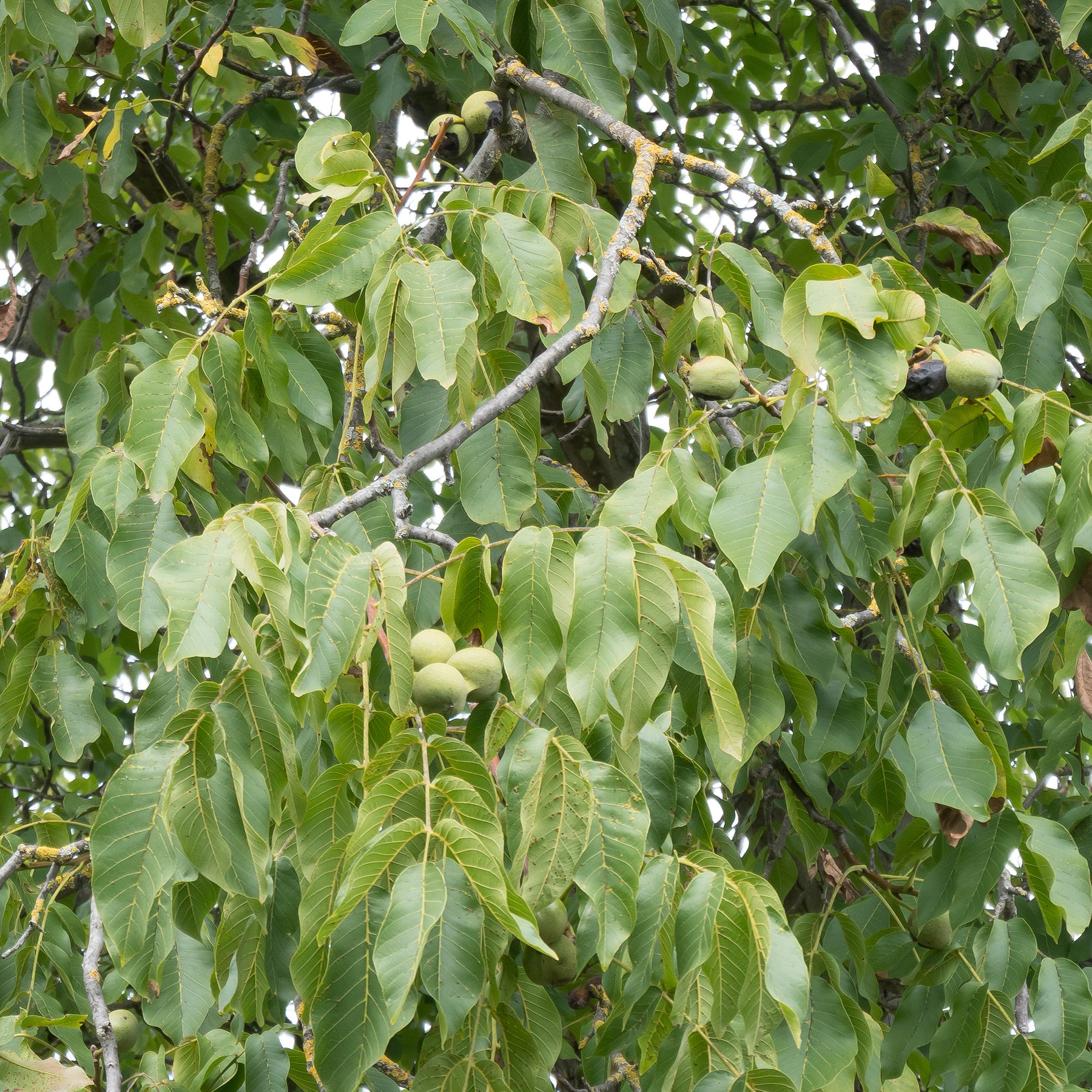 Walnuss - Walnuss ‘Chandler’ - Juglans regia Chandler