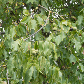 Walnuss - Walnuss ‘Chandler’ - Juglans regia Chandler