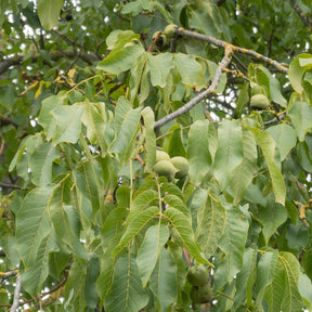 Walnuss ‘Chandler’ - Juglans regia Chandler - Willemse