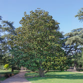 Großblütige Magnolie Alta - Magnolia grandiflora Alta - Willemse
