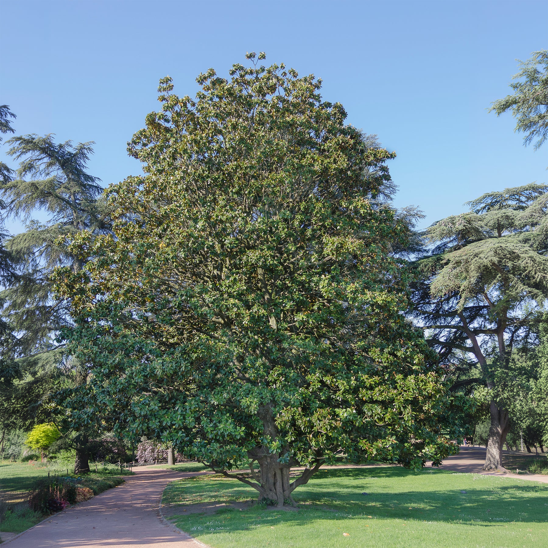 Großblütige Magnolie Alta - Magnolia grandiflora Alta - Willemse