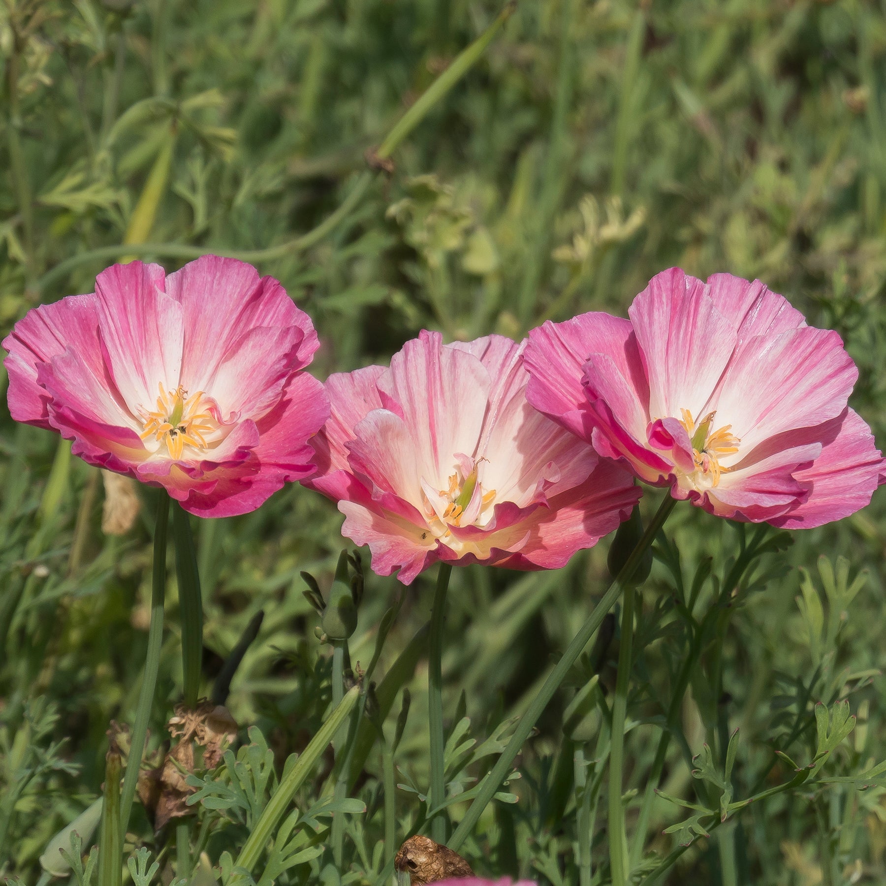 Goldmohn 'Thai Silk Appleblossom' - Samen für einjährige Blumen - Willemse