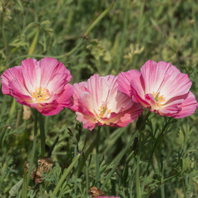 Goldmohn 'Thai Silk Appleblossom' - Samen für einjährige Blumen - Willemse