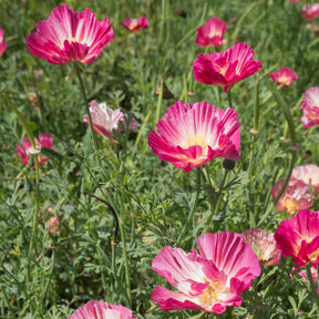 Verkauf Goldmohn 'Thai Silk Appleblossom'