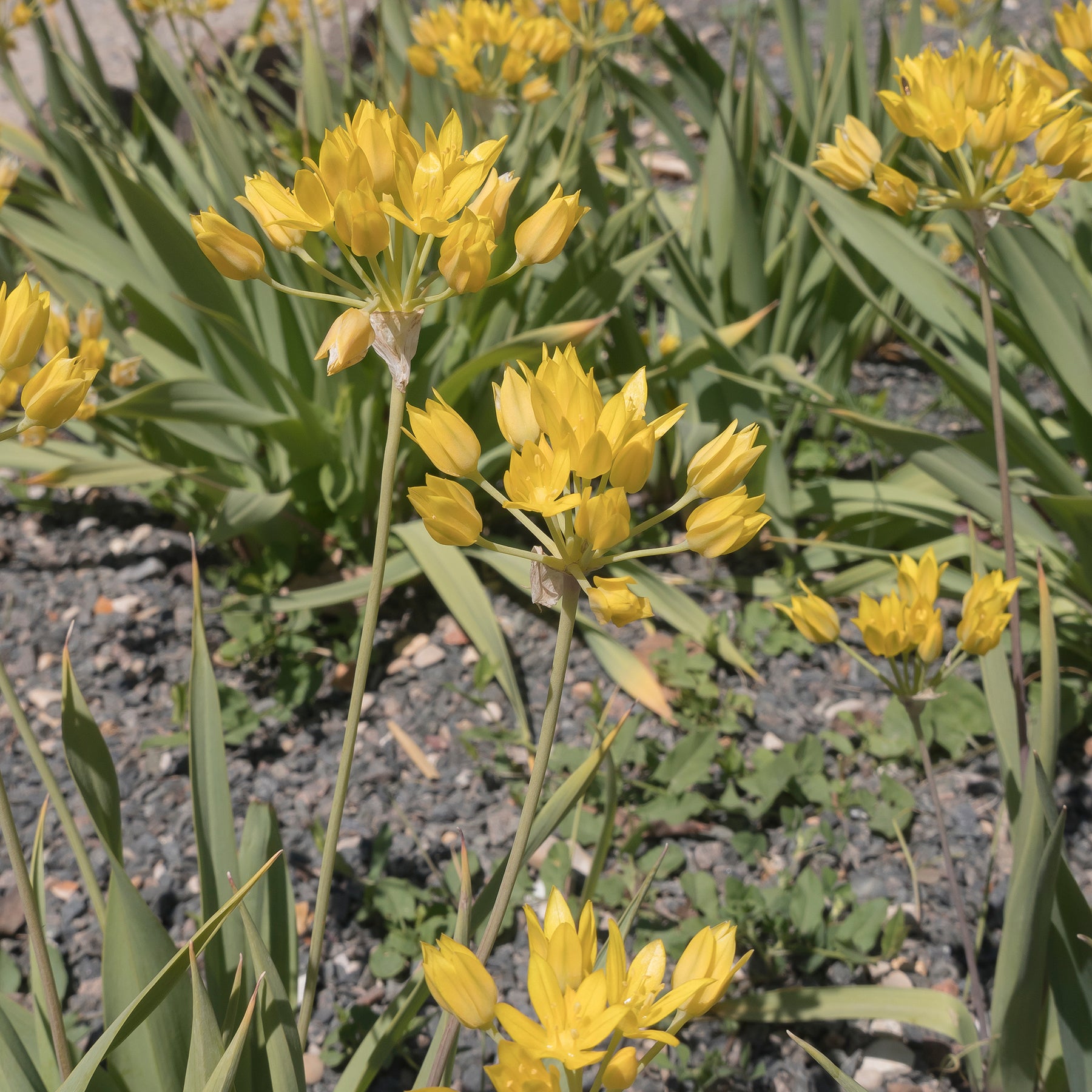 Goldlauch - Allium-Zwiebeln - Willemse