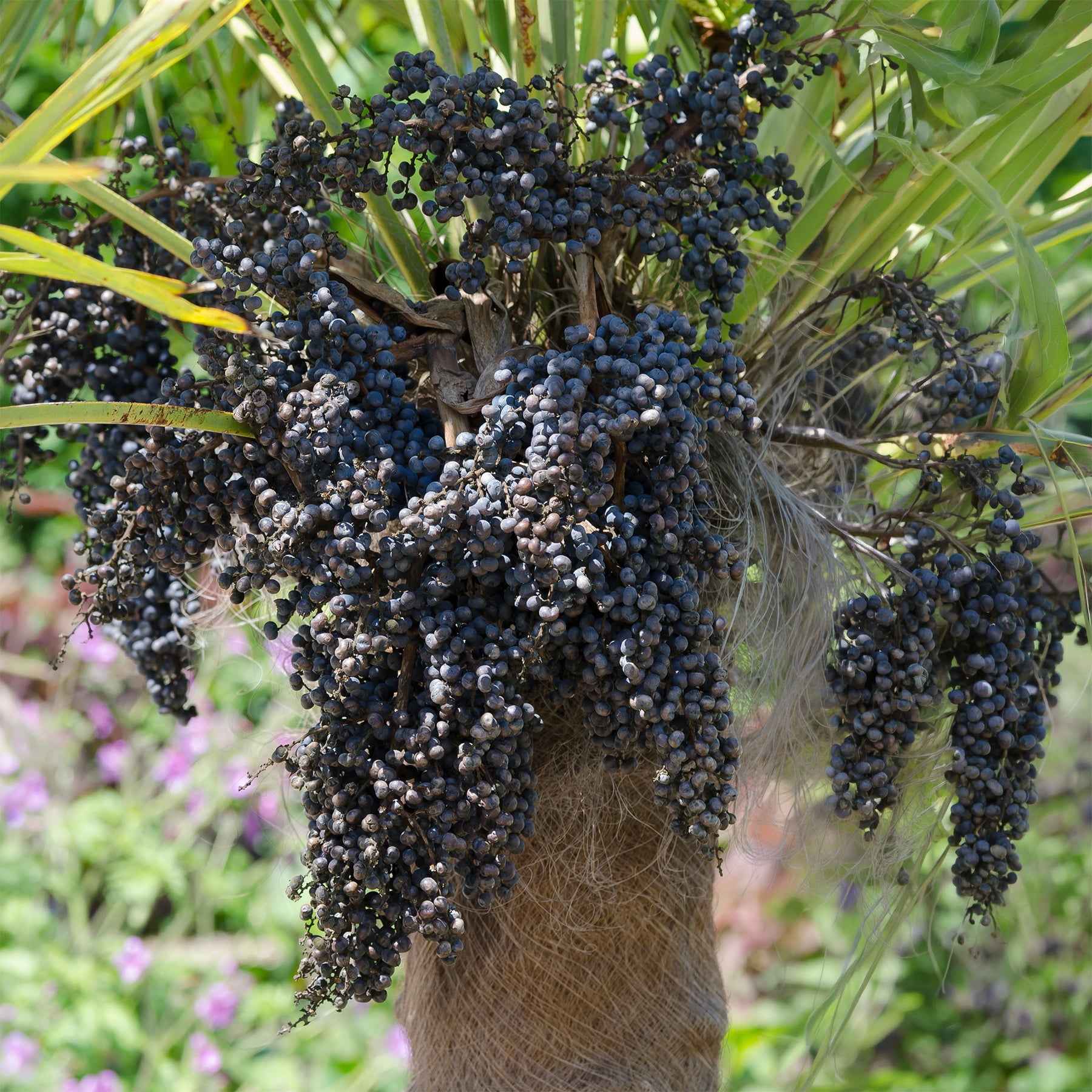 Chinesische Hanfpalme - Palmen - Willemse