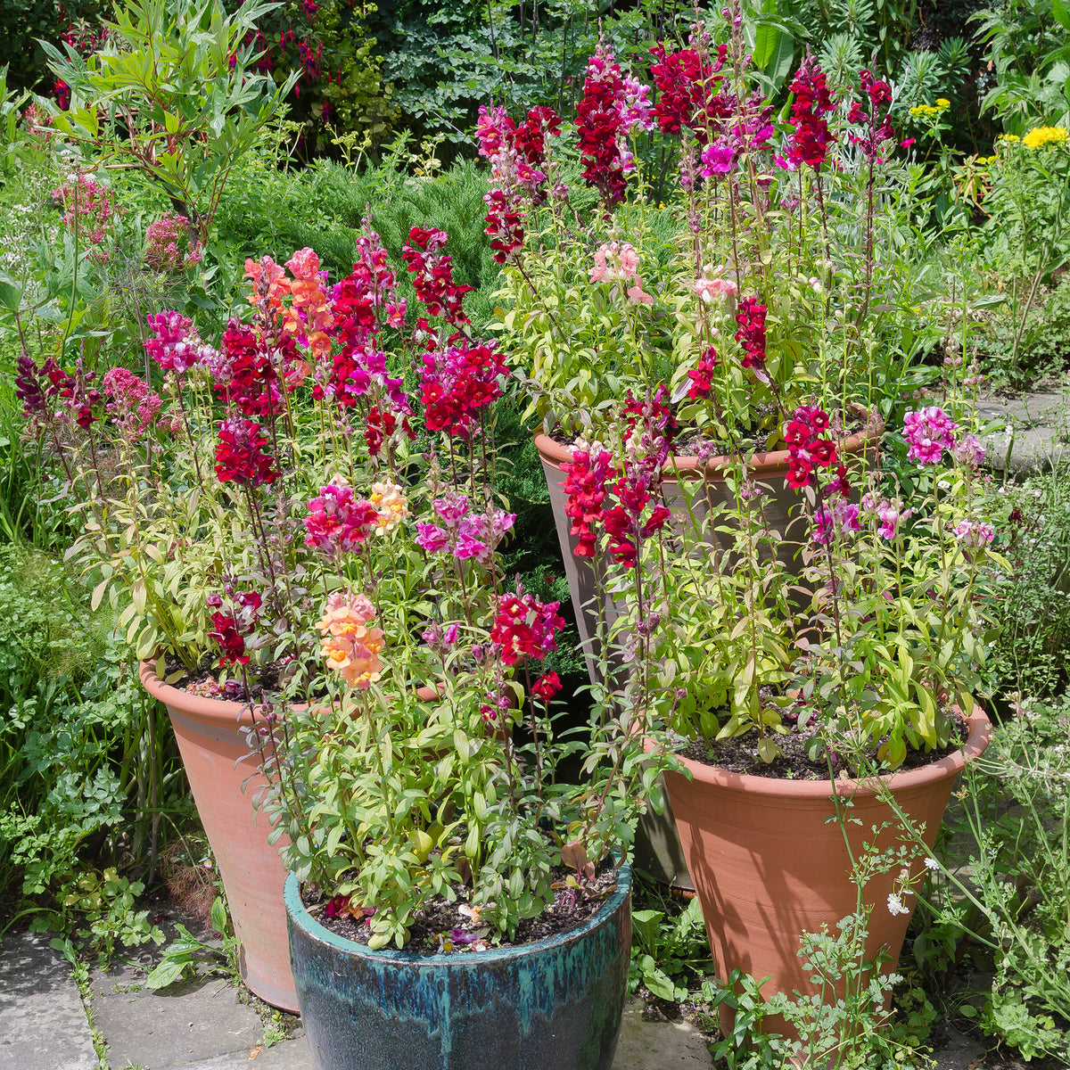 Löwenmäulchen Mischung 'Majestic' - Antirrhinum majus - Willemse