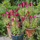 Löwenmäulchen Mischung 'Majestic' - Antirrhinum majus - Willemse
