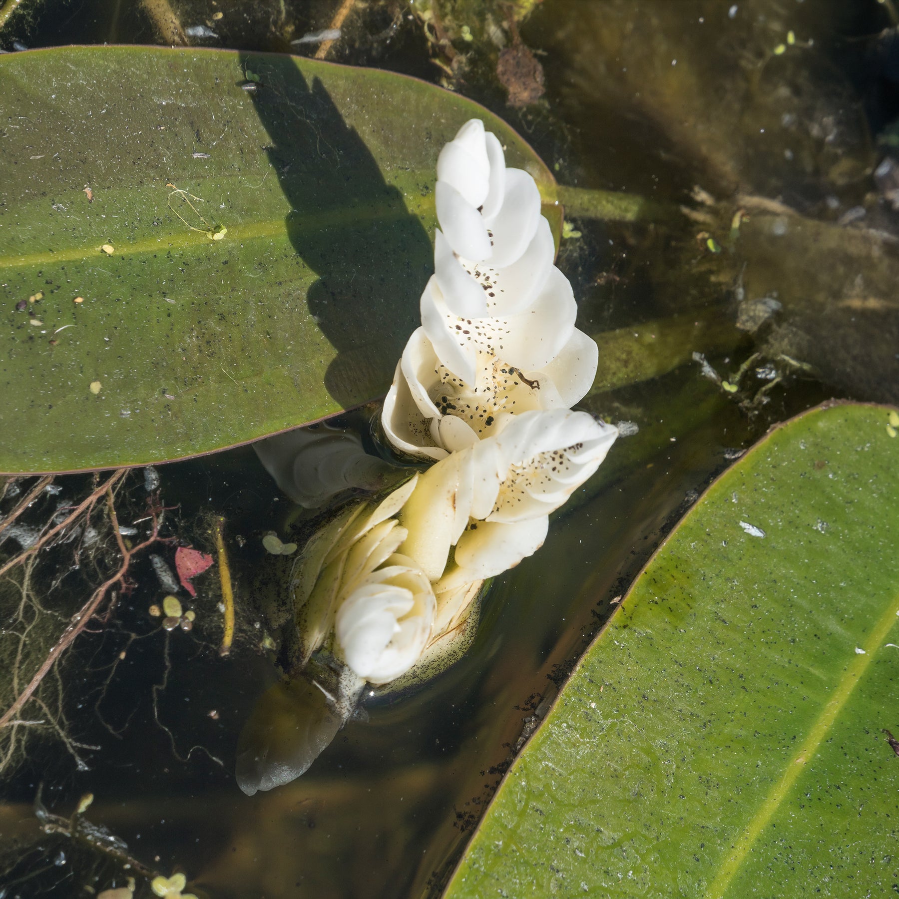 Wasser-Vanille - Alle Teichpflanzen - Willemse