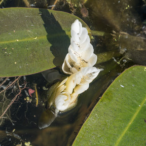 Wasser-Vanille - Alle Teichpflanzen - Willemse