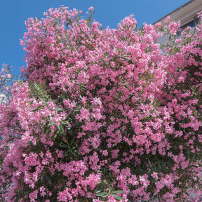 Oleander - Oleander - Willemse