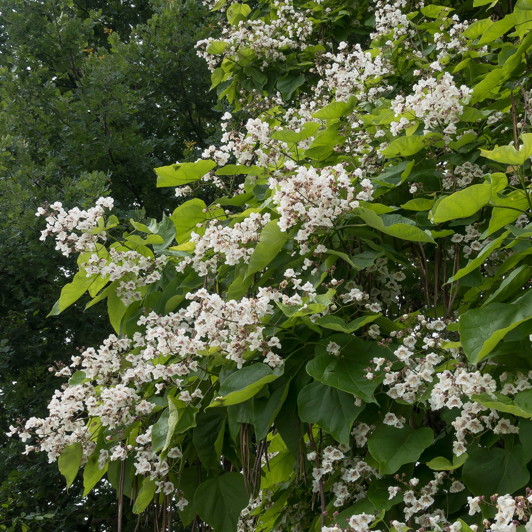 Trompetenbaum - Trompetenbäume - Catalpa - Willemse