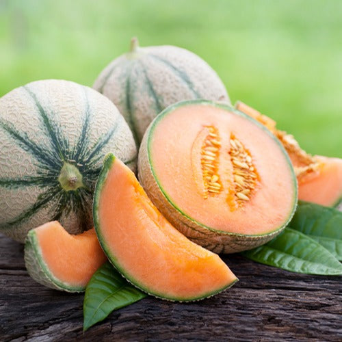 Honigmelone Cantaloup Charentais - Cucumis melo cantaloup charentais - Gemüsegarten