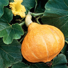 Samen für Kürbisse - Kürbis Potimarron - Cucurbita maxima Potimarron