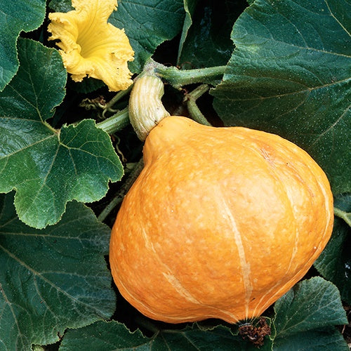 Samen für Kürbisse - Kürbis Potimarron - Cucurbita maxima Potimarron