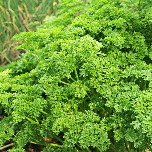 Kräuter Mischung (Petersilie, Basilikum, Kerbel, Schnittlauch)